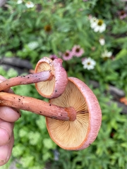 Gymnopilus pulchrifolius