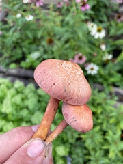 Gymnopilus pulchrifolius
