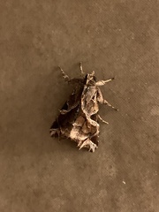 Callopistria floridensis