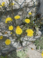 Hypochaeris radicata