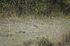Eupodotis senegalensis