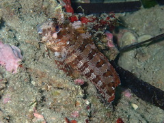 Parablennius gattorugine