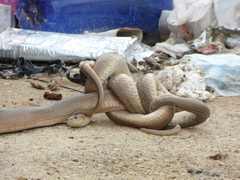 Zamenis scalaris