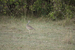 Eupodotis senegalensis
