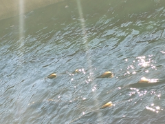 Oncorhynchus tshawytscha