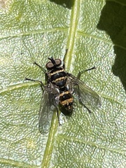 Trigonospila