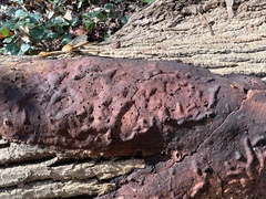 Hypoxylon rubiginosum
