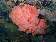 Aplidium elegans