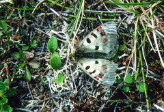 Parnassius phoebus