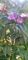 Brunfelsia grandiflora
