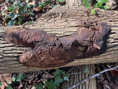 Hypoxylon rubiginosum