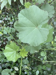 Malva