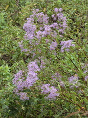 Symphyotrichum elliottii