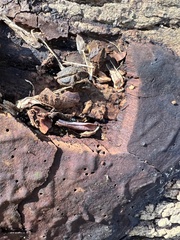 Hypoxylon rubiginosum