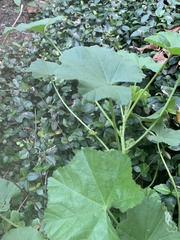 Malva