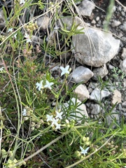 Stenaria nigricans