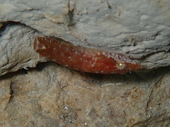 Apletodon