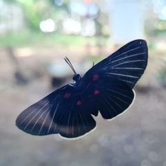 Melanis cephise