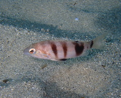 Serranus hepatus