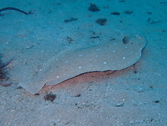 Solea senegalensis