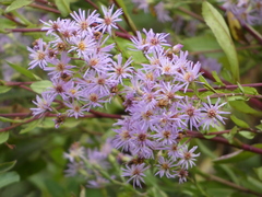 Symphyotrichum elliottii