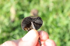 Panaeolus foenisecii