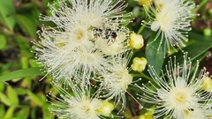 Syzygium paniculatum