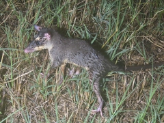 Philander opossum