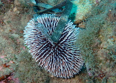 Sphaerechinus granularis