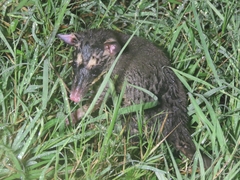 Philander opossum