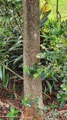 Syzygium paniculatum