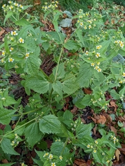 Galinsoga quadriradiata