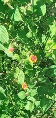 Lantana horrida