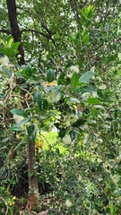 Syzygium paniculatum