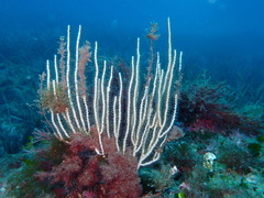 Eunicella singularis