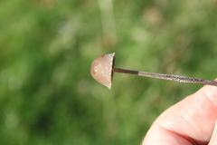 Panaeolus foenisecii