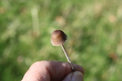 Panaeolus foenisecii