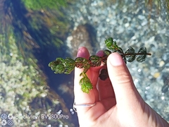 Myriophyllum triphyllum