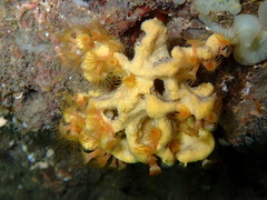 Axinella damicornis