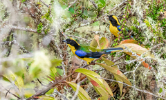 Anisognathus somptuosus