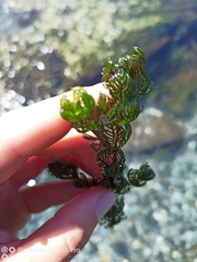Myriophyllum triphyllum