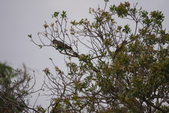 Poicephalus meyeri