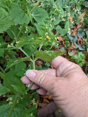 Galinsoga quadriradiata