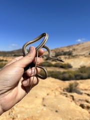 Psammophis notostictus