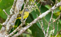 Phyllomyias cinereiceps