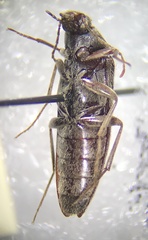 Synchroa punctata