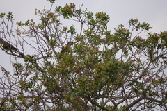 Poicephalus meyeri