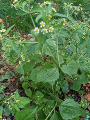 Galinsoga quadriradiata