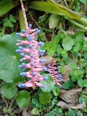 Aechmea gamosepala