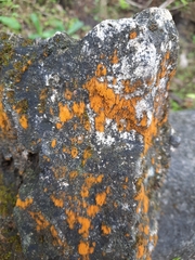 Trentepohlia aurea